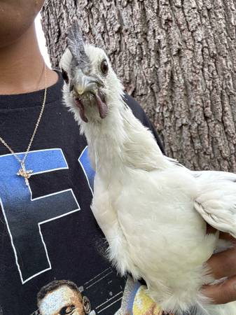 Zombie rooster (Des Moines)63671572819073123