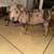 Pitbull Puppies 3 thumbnail