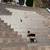 ROOF REPAIR SIDING GUTTERS FASCIA STUCCO WALL LEAK SHNGLES FLAT RUBBER 3 thumbnail