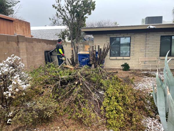 Tree service and yards clean up sahuarita, green valley, Tubac 1