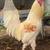 Fertilize eggs and Roosters 5 thumbnail