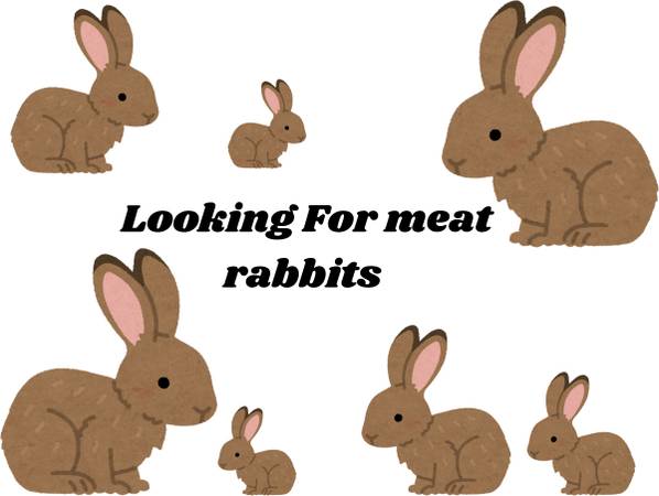 Looking For Meat Rabbits! 1