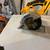 Dewalt set 2 thumbnail