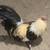 Gallo rooster 3 thumbnail