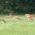 Nice Brick home on two acres with year round spring. 14 thumbnail