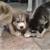 Siberian Husky Puppies 8 thumbnail