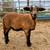 Katahdin lambs 3 thumbnail
