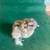 Show silkies and barn yard mixes 4 thumbnail