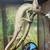 Chameleon For Rehoming 1 thumbnail