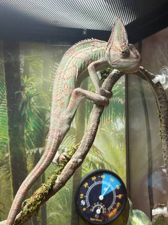 Chameleon For Rehoming 1