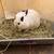 Bunny Rabbit 1 thumbnail