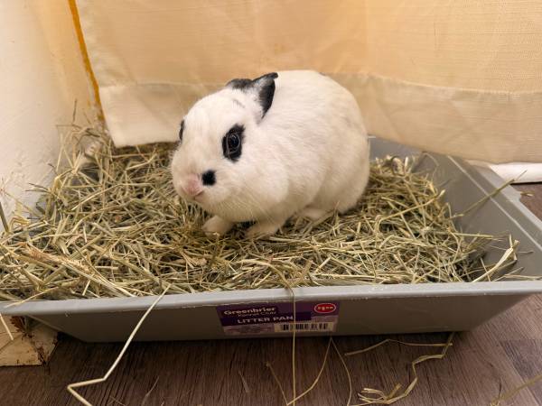 Bunny Rabbit 1