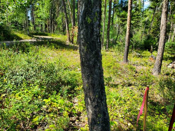 $65,000 / 43560ft2 - 1Acre off Grid lot Minutes from Lincoln off Dalton MtRd (Lincoln)63656975694209121