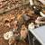 Chickens for sale 6 thumbnail