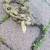 Free boa, Rescued 1 thumbnail
