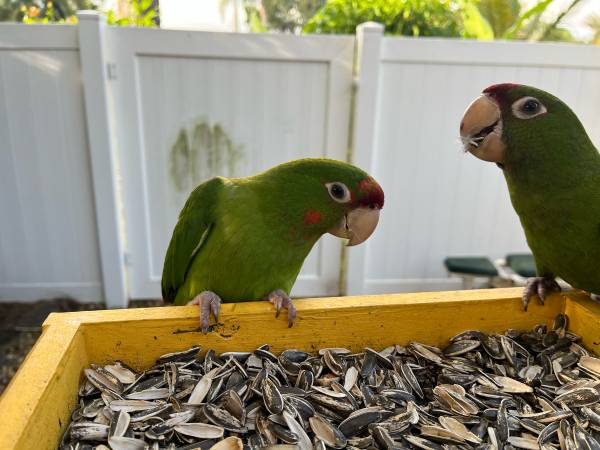 Mitred Conure 1