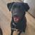 rehoming lab mix 1 thumbnail