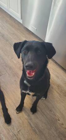 rehoming lab mix 1