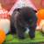 Pomeranian Pumpkins 8 thumbnail