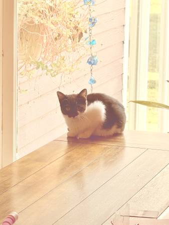 2 Female kittens available For adoption/rehoming out of Purcell, OK 1