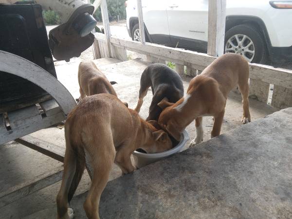 Cachorros mestizos (Orange Grove)63622345769985122