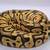 Female Crypton Ball Python 1 thumbnail