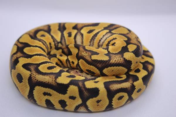 Female Crypton Ball Python 1