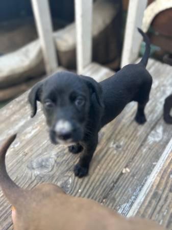 Rehoming GRATIS.99 CACHORROS (Los Ángeles)63932506517891124