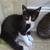 Cats & Kittens - FREE to GOOD homes! 23 thumbnail