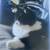 Lost cat 2 thumbnail