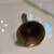 Vintage Brass Bell W/Pineapple Top H 3.5 X W1.5 2 thumbnail