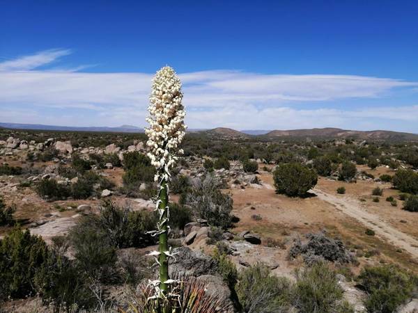 $35,000 Rural lots per hectare!!! (Ensenada)64217145946625123