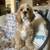 Cocker Spaniel 1 thumbnail
