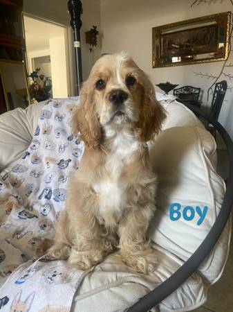 Cocker Spaniel 1