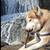 Rehoming Siberian Husky 17 thumbnail