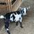 Nigerian Dwarf Kids 7 thumbnail