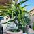 10-year established WHITE dragon fruit plants 2 thumbnail