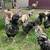 Hatching eggs 10 thumbnail