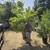TREES (large) 16 thumbnail