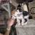Kittens, for rehoming. 2 thumbnail