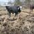 Weaned black white face Brahman Cross bull calf 1 thumbnail