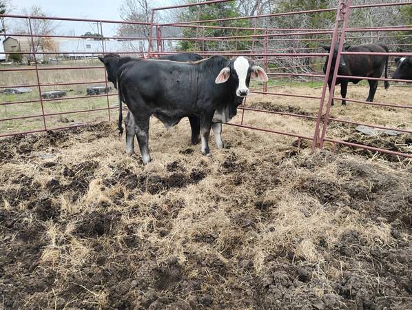 Weaned black white face Brahman Cross bull calf 1