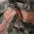 2 Kittens to Good Homes 2 thumbnail