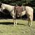 Head horse 1 thumbnail