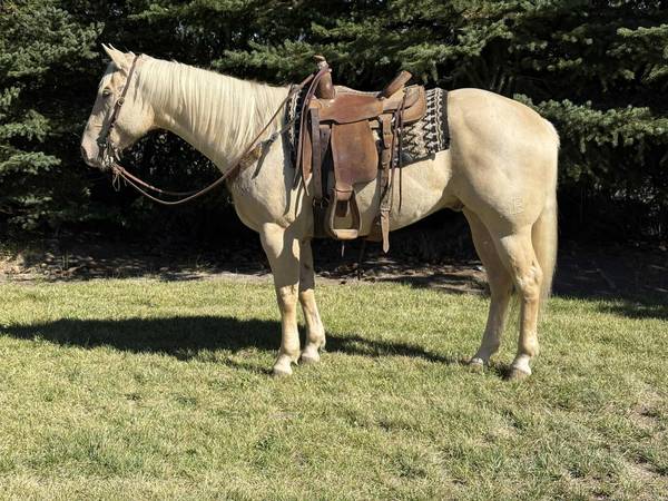 Head horse 1