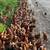 Laying hens 3 thumbnail