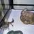 Baby Leopard geckos 2 thumbnail