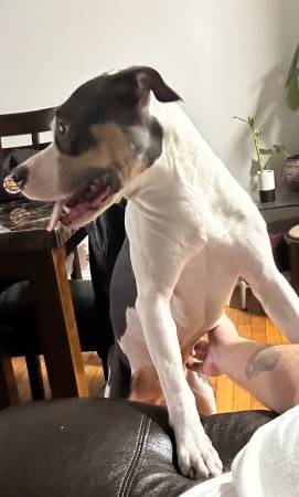 Cha-cha es una hembra estadounidense de dos años buscando un nuevo hogar (Rogers Park)63844235637251120