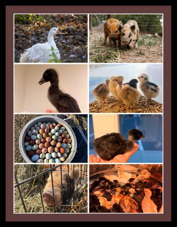 Ducks,chicks,pigs,turkeys 1
