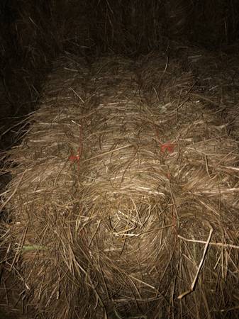 Hay-Square Bales - $5 (Elba)63440335323777120